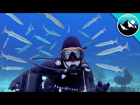 Video: Hvornår angriber barracudaer?
