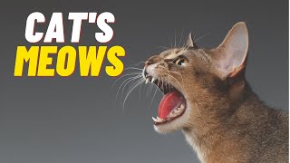 Why Does My Cat Meow So Much? by Cat Lovers 177 views 3 years ago 4 minutes, 5 seconds