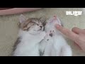 업어가도 모를 아기 고양이 좋아하세요? [고대만 ep8] l Do You Like Baby Kittens?  [Lemmeow Touch Cats For You EP8]