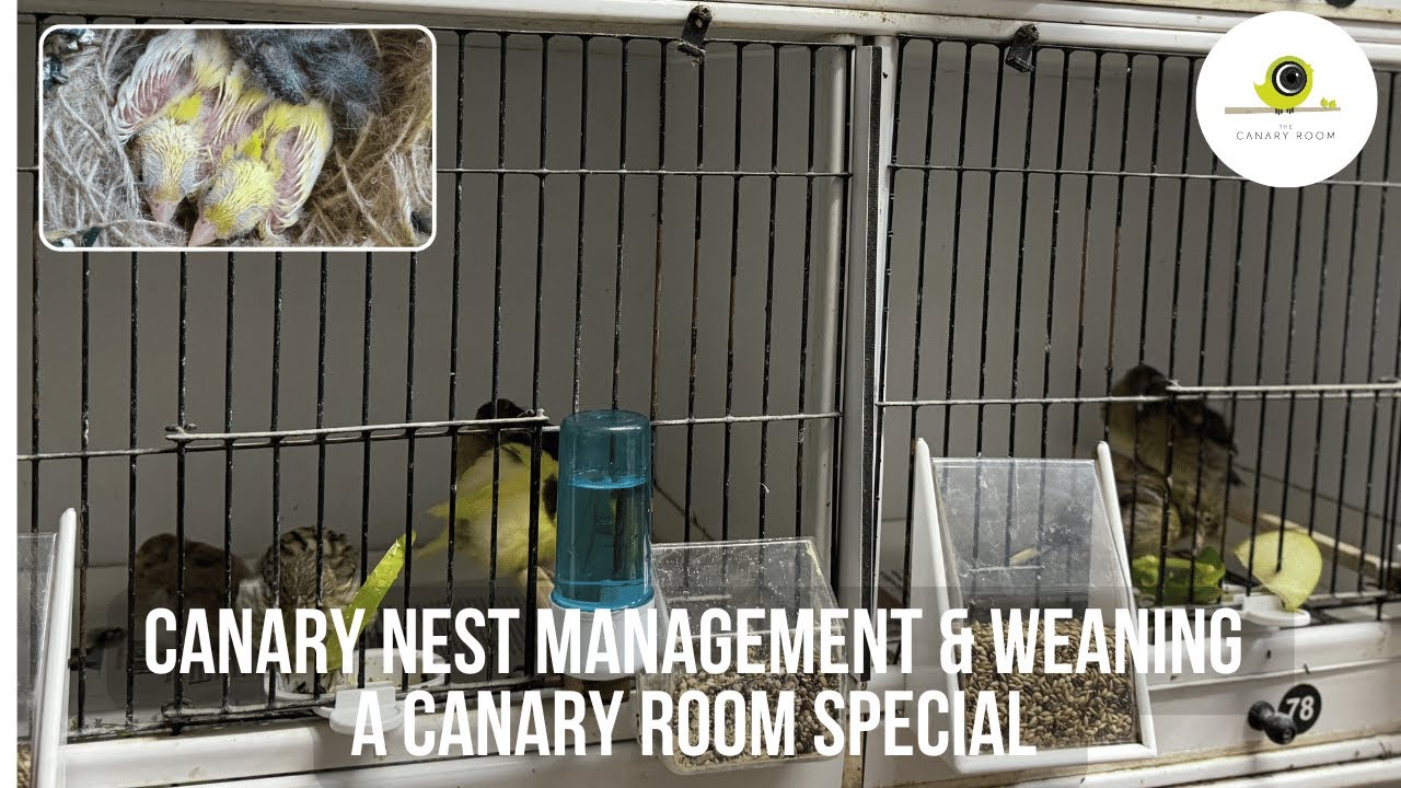 Canary Nest Management & Weaning Young step by step - A Canary Room Special