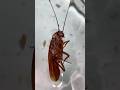 #cockroach #insects #nature #bug #macro #bee #ants #animals #shorts #shortvideo #insectsmacro #ants