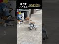 海外でバズった人口ロボット