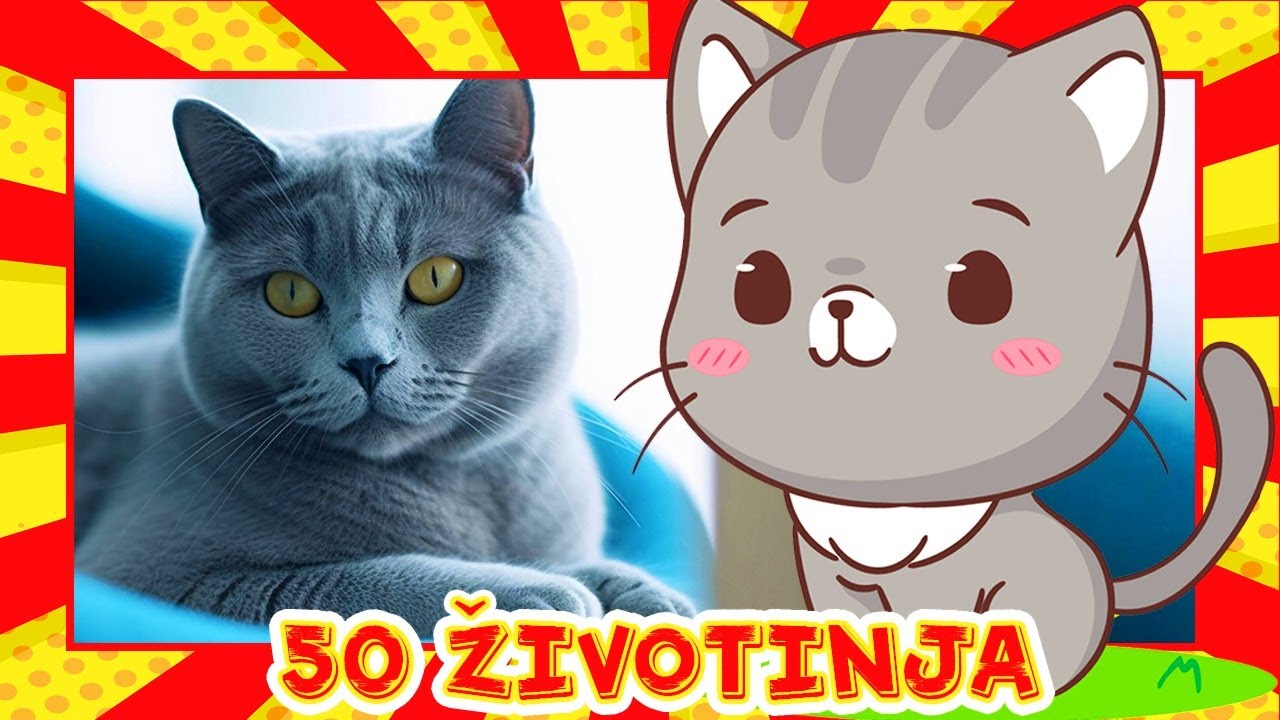 Mojih Prvih 50 ŽIVOTINJA 🎴 Učimo uz Flash Kartice ✔ Prave Životinje ✔ Dieca ✔ 2-6 Godina