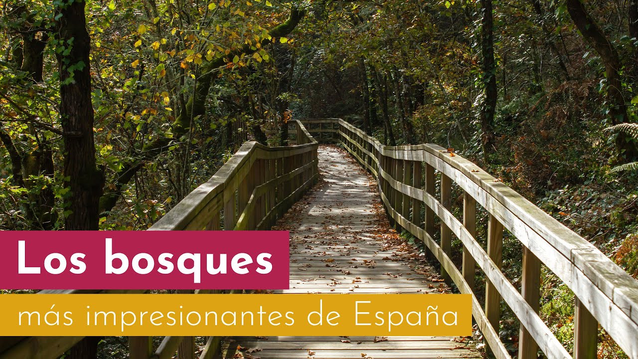 Bosques de España más impresionantes. - YouTube
