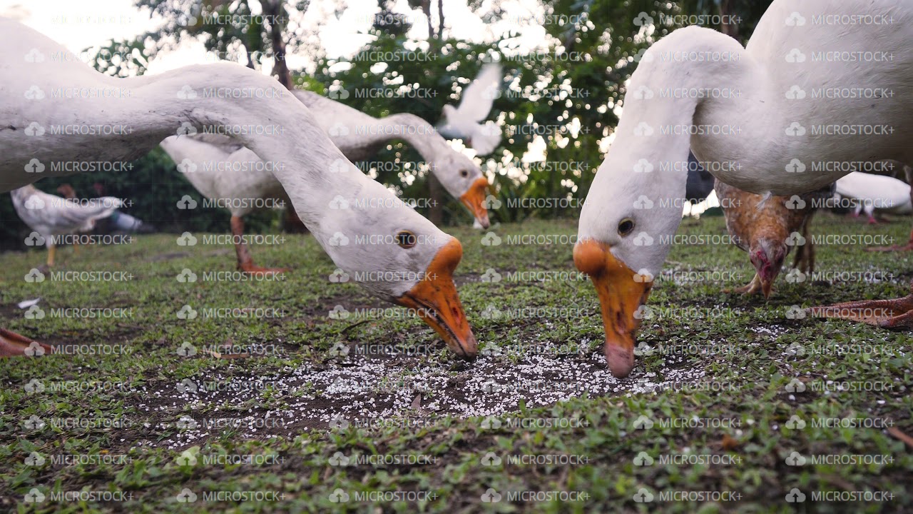 Close up shot of poultry birds eating corn grains on the grass at a