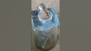 Smart Creative Idea /Bottle Glass Mouse Trap | DIY Homemade Part 04