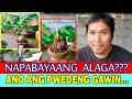 ANO ANG PWEDENG GAWIN SA MGA NAPABAYAANG COCONUT BONSAI |  COCO BONSAI | GLENN OLIS