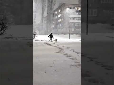 Немного зимнего настроения😊 #cuteanimals #cutepets #doggielife