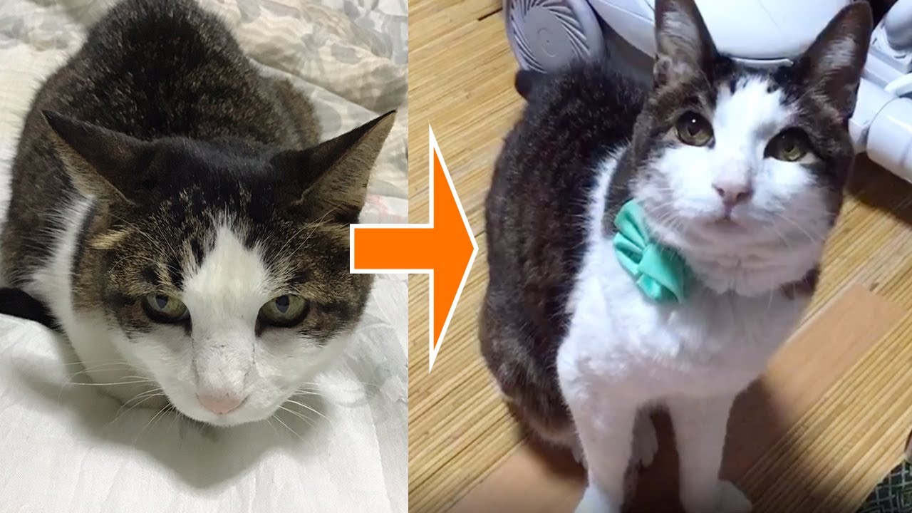 腎 不全 猫 余命