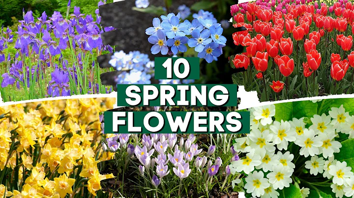 10 Spring Flowers That Will Make Your Garden Stand Out ✨ 🌼 🌸  // PlantDo Home & Garden - DayDayNews