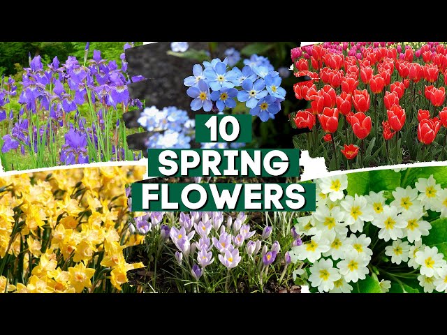 10 Spring Flowers That Will Make Your Garden Stand Out ✨ 🌼 🌸  // PlantDo Home & Garden class=