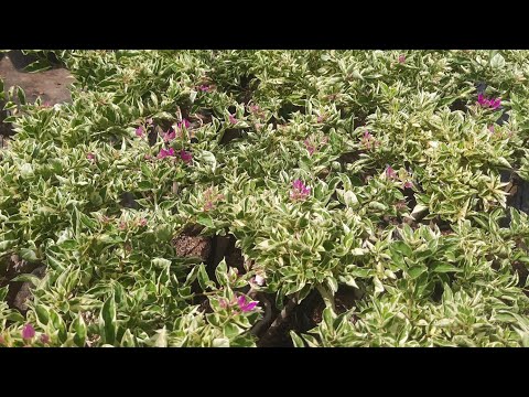 Video 21/10 Hoa giấy cẩm thạch tím ngũ sắc khách nào cần... - youtube