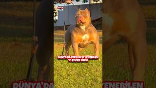 Dünyada Pitbull Köpeğini Yenebilen 10 Köpek