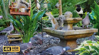 Cat TV for Cats to Watch 😸 Cute Birds \& Squirrel Madness 🕊️🐿️ Bird videos for cats