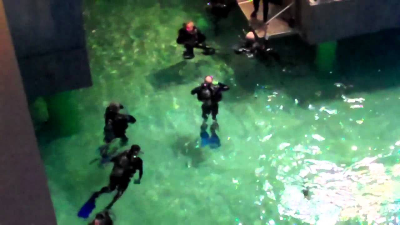 wounded Soldiers diving in the Baltimore Aquarium.mp4 YouTube