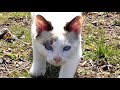 農道を散歩する猫達。にじり寄ってくる子猫マメを撮影