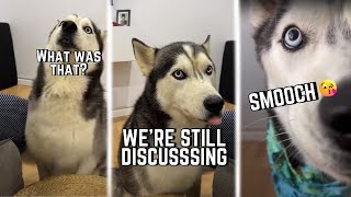 The Husky Moon May Viral Videos! FUNNY COMPILATION 🤣