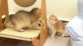 The kitten Lily, who jumps closely to her older sister Choco wanting to play with her, is so cute by Lovely Kitten 3,002 views 1 month ago 8 minutes, 31 seconds