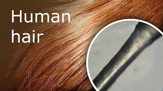 Человеческий волос под микроскопом