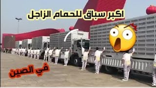 شاهد اكبر سباق للحمام الزاجل في الصين رهيب جدا 🕊️| Watch the largest homing race in China