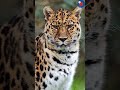 Разве можно подумать, что эта милая мордочка может сделать «кусь»? 🐆#МилыеЖивотные #КрасотаПрироды