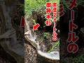 稲波杉 朱椿粋の木軸ペン樹種紹介 5月 #shorts