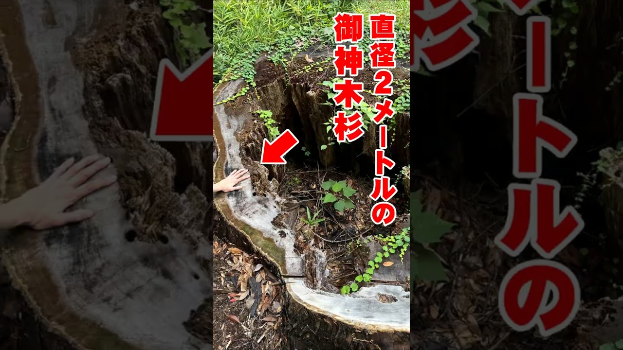 稲波杉 朱椿粋の木軸ペン樹種紹介 5月 #shorts