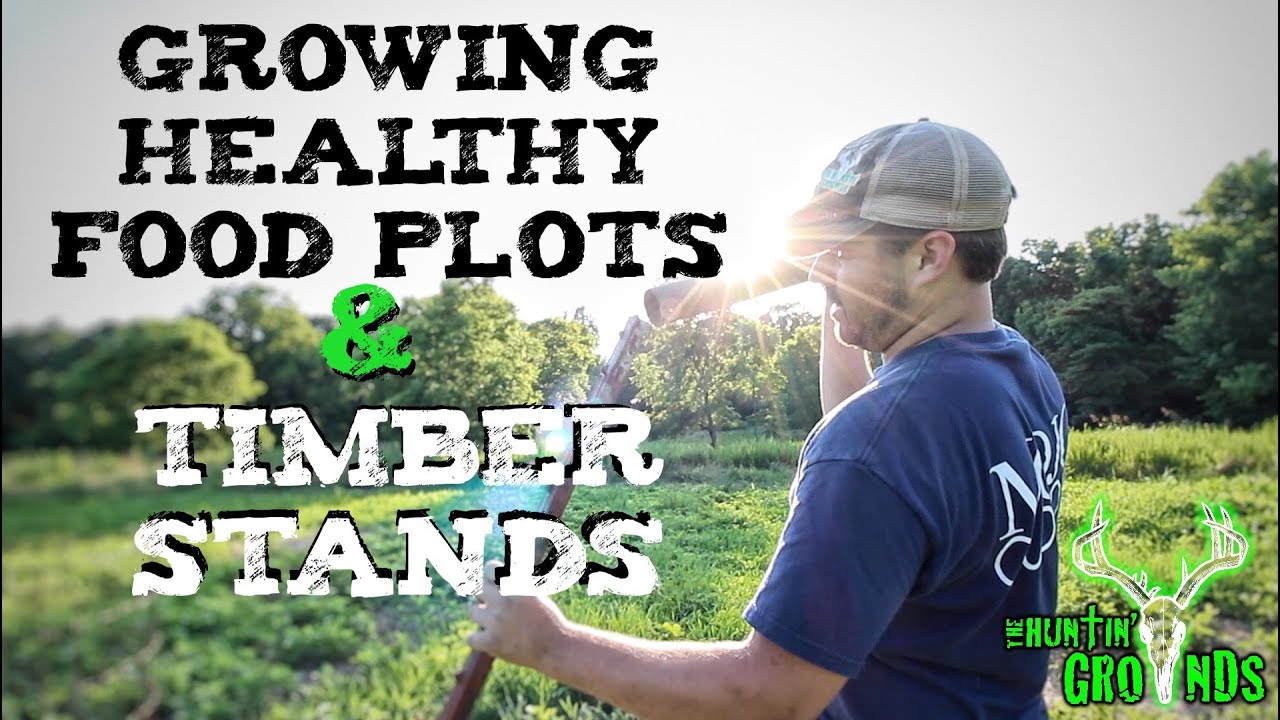 Best Food Plots and Timber for Deer  S7 #22