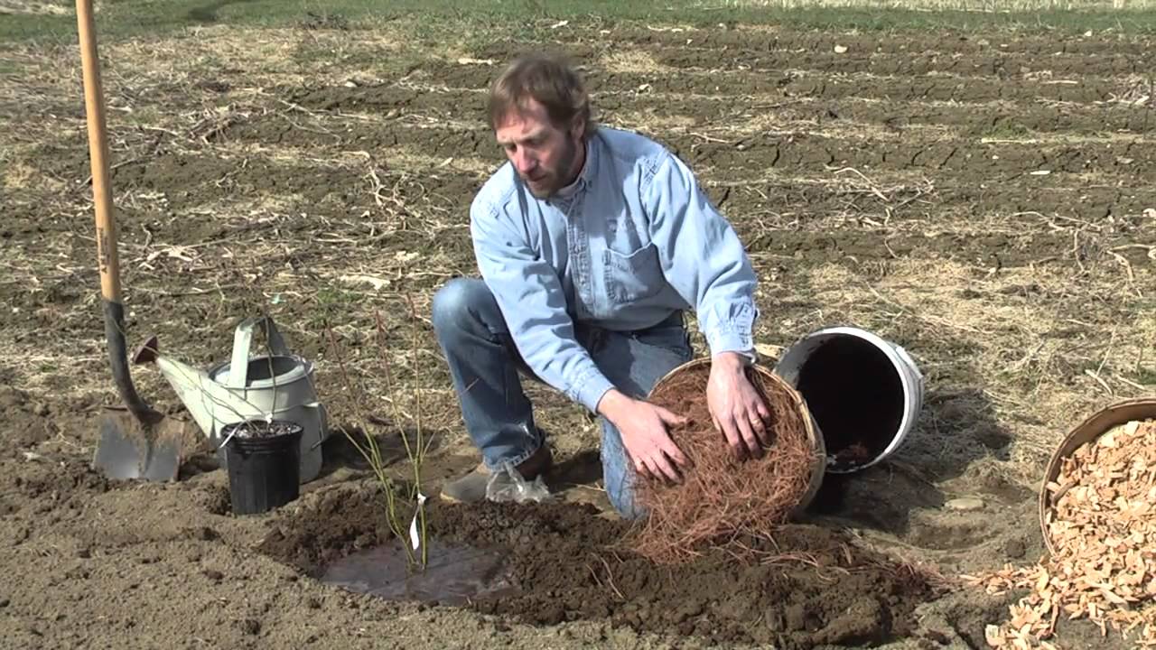Planting Blueberries YouTube