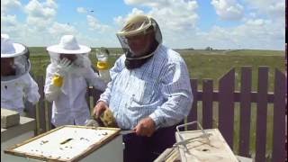 Taranov Swarm and Bee Lessons