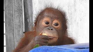BABY BULLETIN: Recently Rescued Baby Orangutan Making Great Progress!