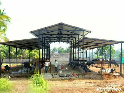 GIR cows in SRI RAMA PRIYA dairy farm. Doovi