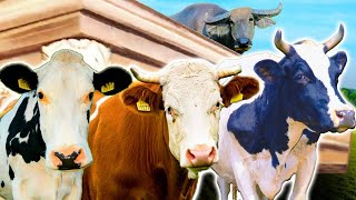 Download lagu Cow 'Moo' Coffin Dance Song (COVER)