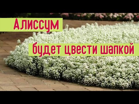 Видео: Информация о растениях горного алиссума: уход за горным алиссумом