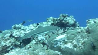 Shark at Vertigo in Yap Island ヤップ島 検索動画38 Shark at Vertigo in Yap Island ヤップ島 検索動画 38