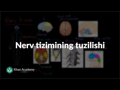 Video: Nega fermentning tuzilishi uning tirik mavjudotlardagi faoliyati uchun shunchalik muhim?