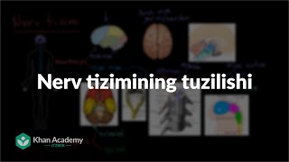 Nerv tizimining tuzilishi | Odam tanasidagi tizimlar | Yuqori sinf biologiyasi