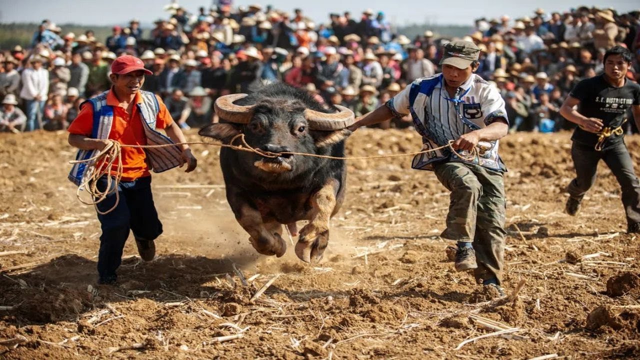 2023年雲南石林“牛B”杯牛王爭霸賽B組精華片段剪輯，高水準的傳統鬥牛比賽，大招迭出精彩絕倫