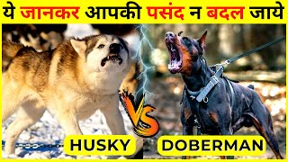 7 Major Differences Between a Husky VS Doberman | Doberman VS Husky Who Would Win in Hindi