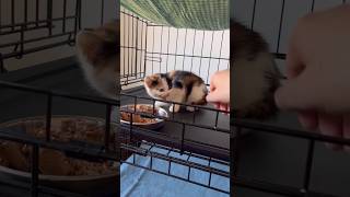How to socialize a feral kitten Part 1