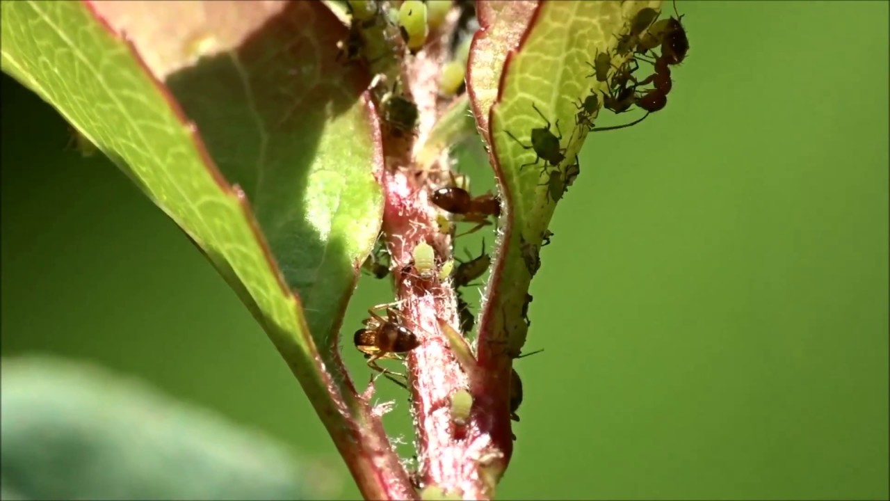 マクロレンズ アブラムシとアリの助け合い Ants Ladybirds Aphids Triangular Relationship Youtube