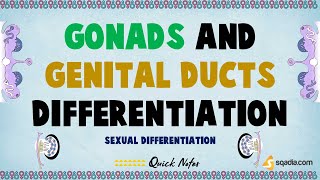 Ual Differentiation Gonads And Genital Ducts Differentiation Medical Student Genetics