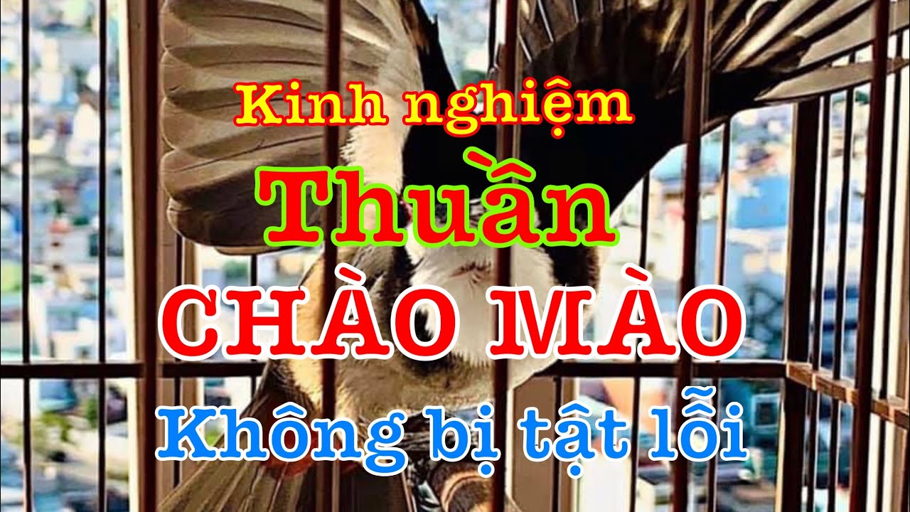 CÁCH THUẦN BỔI KHÔNG SINH TẬT LỖI CHO NGƯỜI MỚI TẬP CHƠI