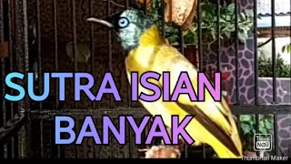 KUTILANG SUTRA || ISIAN    KUTILANG BATIK , CUCAK IJO