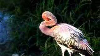 Crazy Flamingo