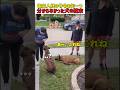 御主人様の号令を何一分からなかった犬の顛末 #いぬ #犬 #犬のいる生活 #犬のいる暮らし #犬動画 #犬好きさんとつながりたい #野良犬 #かわいい #癒し