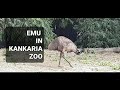 EMU IN KANKARIA ZOO