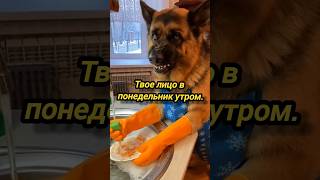 Тот самый момент, когда понимаешь, что посуда сама себя не помоет.