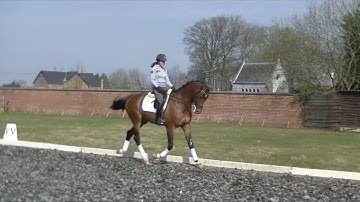 ***Indurain 4 y old KWPN stallion by Apache-Rousseau SOLD