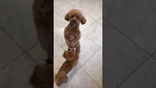 poodles #yt #youtubeshorts #ytshorts